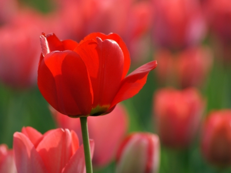 Bright Red Tulip - bright, tulips, flowers, red