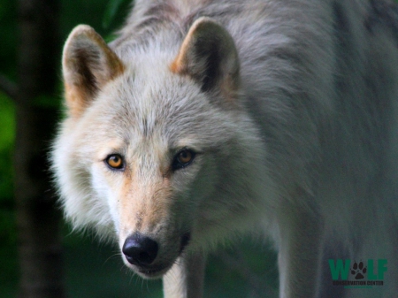 near white wolf - up, close, light, brown