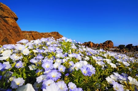 Mountain wildflowers - slope, sky, freshness, carpet, mountain, lovely, rocks, nature, blue, beautiful, wildflowers