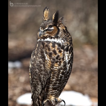 Great Horned Owl - bird, Great Horned Owl, flying, art, wallpaper