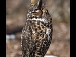 Great Horned Owl