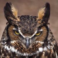 Great Horned Owl