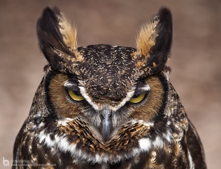 Great Horned Owl