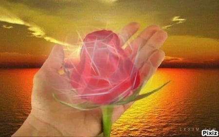 In My Hand - rose, pink, water, fractalius, sky, fantasy, hand, nature, fractal