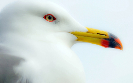 Beautiful Seagull - gull, close up, bird, birds