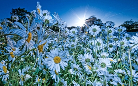 Daisies  flowers - flowers, daisies, sun, rays