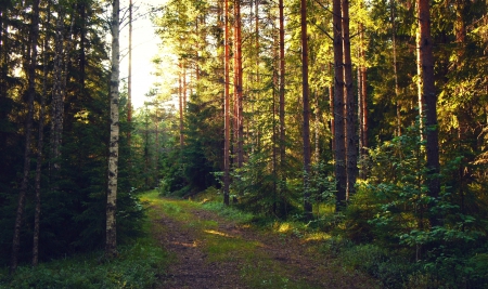 Forest Path - trees, forest, green grass, beautiful, summer, finland, sunset, path