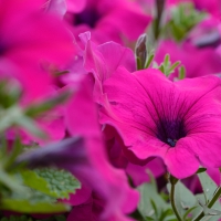 Purple Petunias