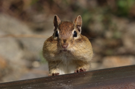 Chipmunk - cheeks, chipmunk, head, squirrel