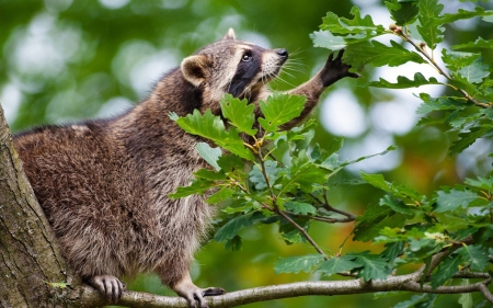 Raccoon - leaves, tree, raccoon, mousetrap