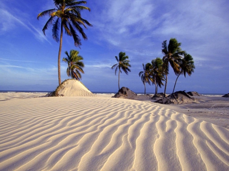 Desert - Palm - sky, palm trees, desert, sand