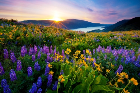 Sunrise At Rowena Crest, Oregon - yellow, beautiful, sunrise, spring, flowers, river, purple, green, field, mountains, sky