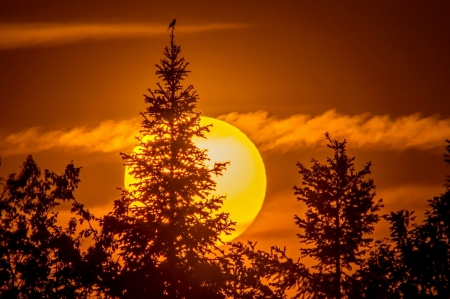 The Sunbather - bird, full sun, trees, sunset, beautiful, golden hour, sky