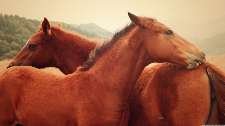 horses - hill, tree, brown, horse