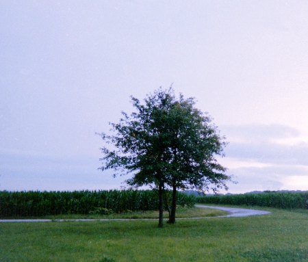 tree at bend i road - green, summer, tree, road