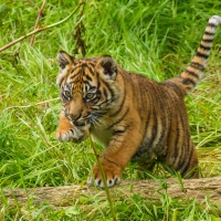 tiger cub playing