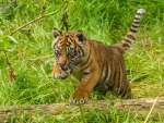 tiger cub playing