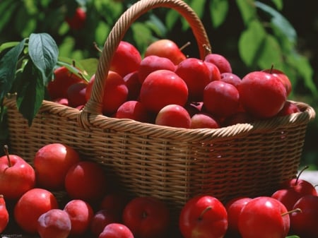 plump fun - basket, plum, red, fruit