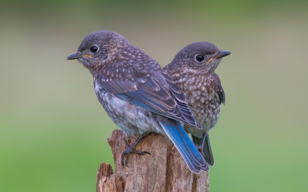 Baby birds - feather, bird, baby, couple, grey, blue