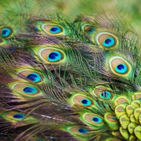 Peacock feathers