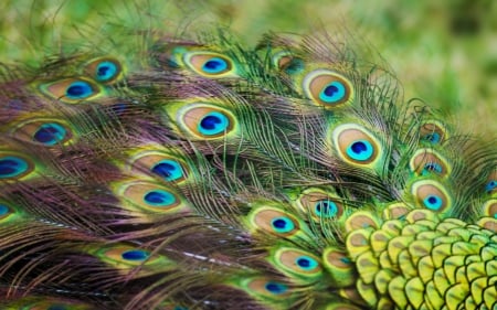 Peacock feathers - feather, tail, bird, peacock, texture, blue, green