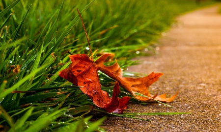 Autumn - autumn, leaf, autumn leaves, road, path, nature, fall, splendor, leaves