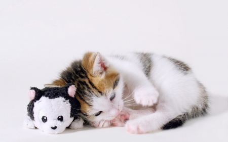 Kitten - white, cat, animal, toy, cute, black, kitten