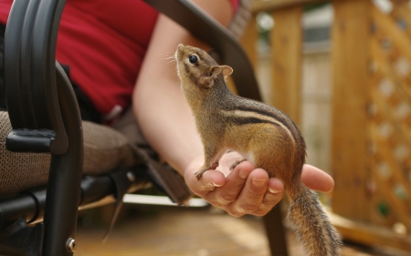 Chipmunk - red, chipmunk, animal, squirrel, cute, hand