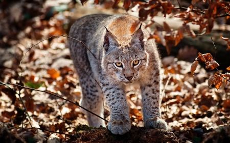 Lynx - animal, autumn leaf, red, wild cat, lynx