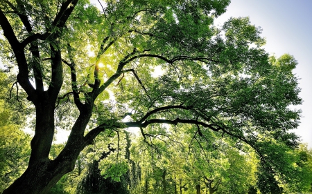 Sunny Day - sunny, trees, green, sun