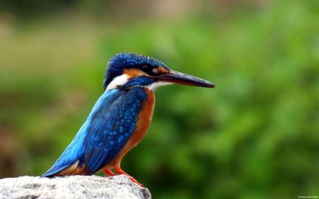 Kingfisher - kingfisher, animals, bird, birds