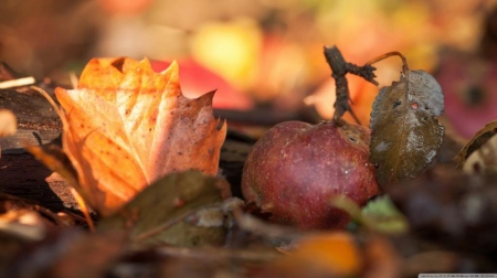 Fallen apple - autumn, wallpaper, leaf, fruit, nature, hd, fall, leaves, food, apple