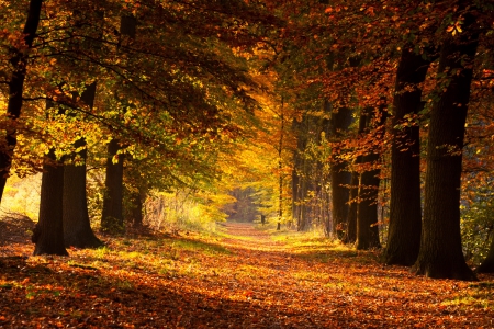 Mystic Autumn - path, trees, beautiful, autumn, forest, leaves