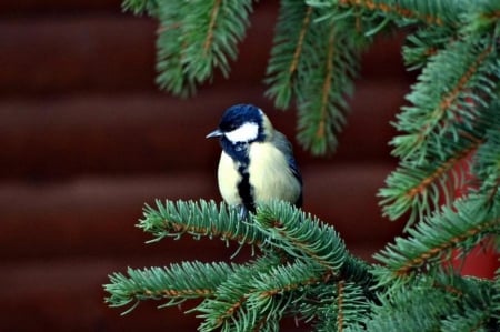 Beutiful bird - animal, nature, bird, cutie