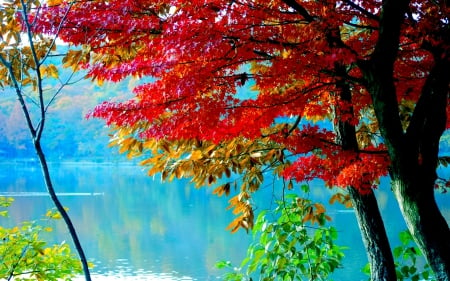 AUTUMN LAKE - lake, colors, season, autumn