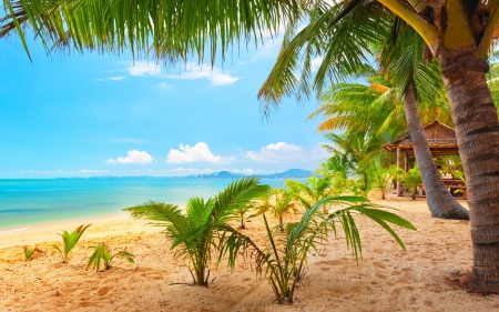 Palm trees - beach, palm trees, ocean, landscape