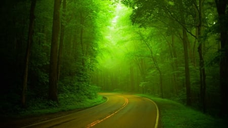 Splendor - trees, park, path, road, spring, nature, woods, forest, splendor, green, wal