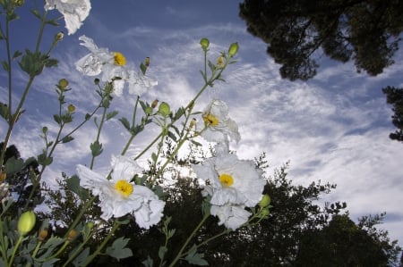 Flowers - flowers, sky, trees, clouds