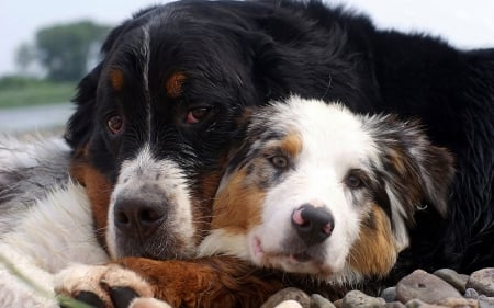 Two Dogs - friends - dogs, friends, two, animals