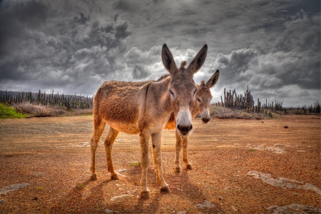 Donkeys - clouds, desert, landscape, cactus, sand