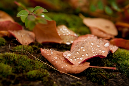 Autumn Leaves - nature, autumn, drops, grass, autumn leaves, leaves