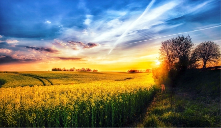 Sunset At the Flower Field - sky, trees, field, sunset, white, yellow, clouds, blue, beautiful, green, flowers, grass, denmark