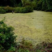 Murky Bog Swamp