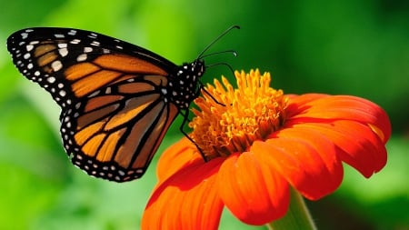 Monarch Butterfly F1C - wildlife, wide screen, flower, animal, photo, butterfly, monarch, photography, floral