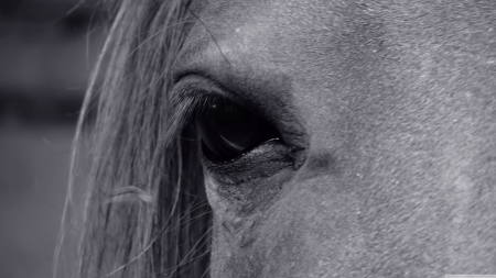 horse eye - mane, horse, eye, grey