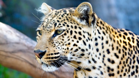 leopard - spots, leopard, tree, cat