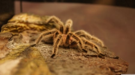 tarantula - spider, insect, hairy, tarantula