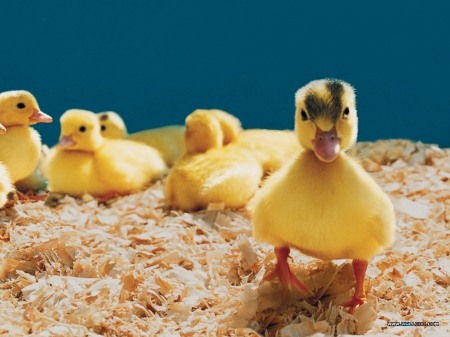 ducklings - yellow, bird, duckling, baby