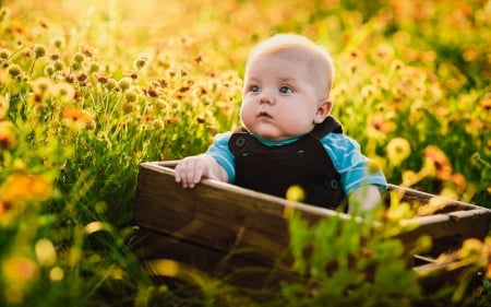 The Great Adventure - summer, flower, child, cute, yellow, wood, box, field, boy