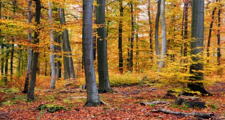 Autumn In The Forest - trees, yellow, falls, forest, leaves, nature, trunks, autumn, bunch, limbs